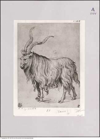 Vorderseite von Staatliche Museen zu Berlin - Preußischer Kulturbesitz [https://www.deutsche-digitale-bibliothek.de/content/lizenzen/rv-ez/] Schafsbock - Gesamtansicht, bh607350_recto. Foto.