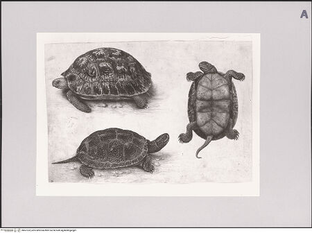 Vorderseite von Staatliche Museen zu Berlin - Preußischer Kulturbesitz [https://www.deutsche-digitale-bibliothek.de/content/lizenzen/rv-ez/] Land- und Sumpfschildkröte - Gesamtansicht, bh607352_recto. Foto: Steinkopf, Walter.