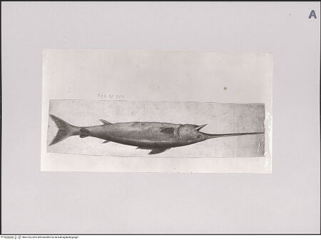 Vorderseite von Staatliche Museen zu Berlin - Preußischer Kulturbesitz [https://www.deutsche-digitale-bibliothek.de/content/lizenzen/rv-ez/] Schwert- oder Speerfisch - Gesamtansicht, bh607355_recto. Foto: Steinkopf, Walter.