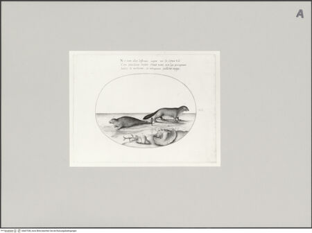 Vorderseite von Staatliche Museen zu Berlin - Preußischer Kulturbesitz [https://www.deutsche-digitale-bibliothek.de/content/lizenzen/rv-ez/] Biber, Seehund, Koralle und Muscheln, Blatt XII - Gesamtansicht, bh607358_recto. Foto: Steinkopf, Walter.