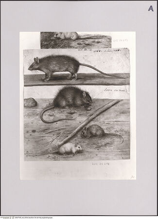 Vorderseite von Staatliche Museen zu Berlin - Preußischer Kulturbesitz [https://www.deutsche-digitale-bibliothek.de/content/lizenzen/rv-ez/] Ratte und Mäuse - Gesamtansicht; darüber der untere Teil von KdZ 26213, bh607360_recto. Foto: Steinkopf, Walter.