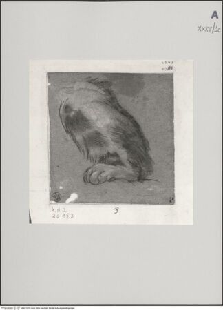 Vorderseite von Staatliche Museen zu Berlin - Preußischer Kulturbesitz [https://www.deutsche-digitale-bibliothek.de/content/lizenzen/rv-ez/] Hinterbein einer Katze - Gesamtansicht, bh607375_recto. Foto: Steinkopf, Walter.