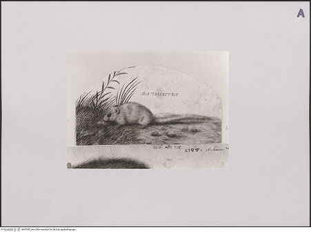 Vorderseite von Staatliche Museen zu Berlin - Preußischer Kulturbesitz [https://www.deutsche-digitale-bibliothek.de/content/lizenzen/rv-ez/] Haselmaus - Gesamtansicht; darunter KdZ 26214, bh607381_recto. Foto: Steinkopf, Walter.