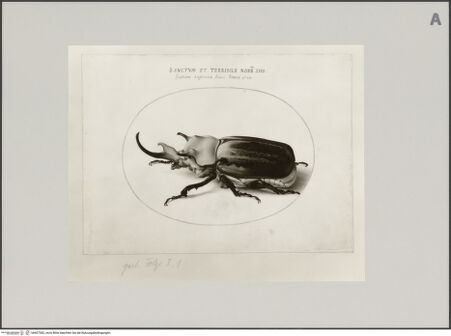 Vorderseite von Staatliche Museen zu Berlin - Preußischer Kulturbesitz [https://www.deutsche-digitale-bibliothek.de/content/lizenzen/rv-ez/] Elefantenkäfer, Blatt VI (gestochene Folge I, 1) - Gesamtansicht, bh607382_recto. Foto.