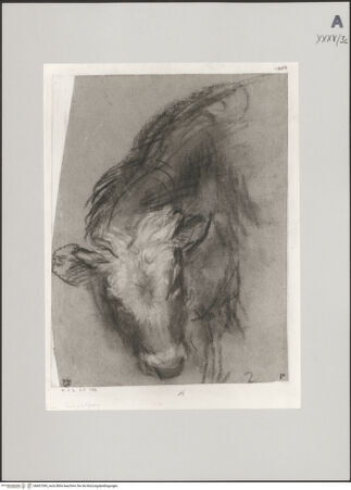 Vorderseite von Staatliche Museen zu Berlin - Preußischer Kulturbesitz [https://www.deutsche-digitale-bibliothek.de/content/lizenzen/rv-ez/] Studie zum Kopf des Kalbes für den "Tempelgang Mariens" (Rom, Chiesa Nuova) - Gesamtansicht, bh607399_recto. Foto: Steinkopf, Walter.