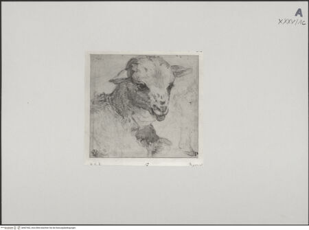 Vorderseite von Staatliche Museen zu Berlin - Preußischer Kulturbesitz [https://www.deutsche-digitale-bibliothek.de/content/lizenzen/rv-ez/] Kopf eines Lammes - Gesamtansicht, bh607402_recto. Foto: Steinkopf, Walter.