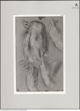 Vorderseite von Staatliche Museen zu Berlin - Preußischer Kulturbesitz [https://www.deutsche-digitale-bibliothek.de/content/lizenzen/rv-ez/] Handstudien; Studie zu einem Huhn - Gesamtansicht, bh607403_recto. Foto: Steinkopf, Walter.