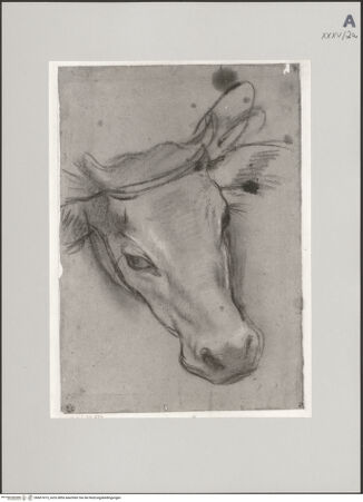 Vorderseite von Staatliche Museen zu Berlin - Preußischer Kulturbesitz [https://www.deutsche-digitale-bibliothek.de/content/lizenzen/rv-ez/] Kopf des Kalbes für den "Tempelgang Mariens" (Rom, Chiesa Nuova) - Gesamtansicht, bh607415_recto. Foto: Steinkopf, Walter.