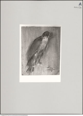 Vorderseite von Staatliche Museen zu Berlin - Preußischer Kulturbesitz [https://www.deutsche-digitale-bibliothek.de/content/lizenzen/rv-ez/] Studie zum Falken für die "Stigmatisation des heiligen Franziskus" (Urbino, Galleria Nazionale) - Gesamtansicht, bh607418_recto. Foto: Steinkopf, Walter.