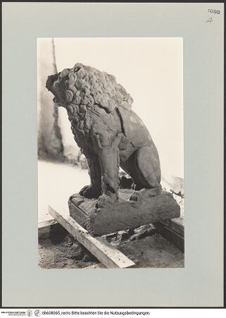 Vorderseite von unbekannt [https://www.deutsche-digitale-bibliothek.de/content/lizenzen/rv-fz/] Löwe - Löwe in Restaurierungswerkstatt (?), Ansicht von rechts., bh608065_recto. Foto.