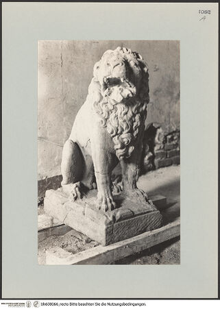 Vorderseite von unbekannt [https://www.deutsche-digitale-bibliothek.de/content/lizenzen/rv-fz/] Löwe - Löwe in Restaurierungswerkstatt (?), Ansicht von vorne., bh608066_recto. Foto.