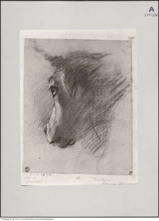 Vorderseite von Staatliche Museen zu Berlin - Preußischer Kulturbesitz [https://www.deutsche-digitale-bibliothek.de/content/lizenzen/rv-ez/] Kopf eines Ochsen im verlorenen Profil - Gesamtansicht, bh703779_recto. Foto: Steinkopf, Walter.