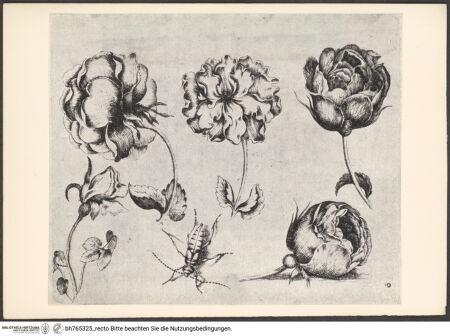 Vorderseite von bh765325_recto