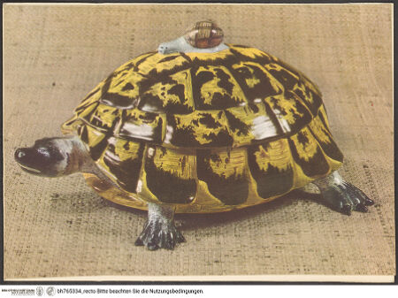 Vorderseite von bh765334_recto