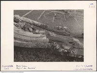 Thumbnail des zweiten Ordners