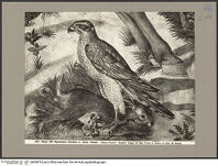 Thumbnail des 20. Ordners