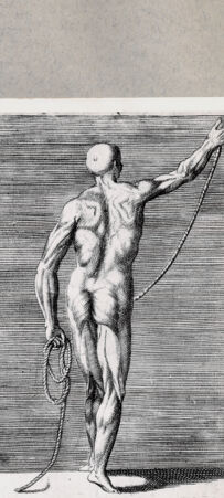 Rückseite von  [http://creativecommons.org/publicdomain/mark/1.0/] Anatomische Darstellung eines Mannes von hinten - , bh092464. Foto.