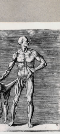 Rückseite von  [http://creativecommons.org/publicdomain/mark/1.0/] Anatomische Darstellung eines Mannes - , bh092468. Foto.