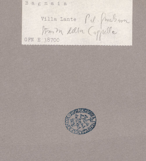 Rückseite von bh096696_recto