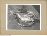 Thumbnail des 10. Ordners