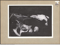 Thumbnail des 6. Ordners