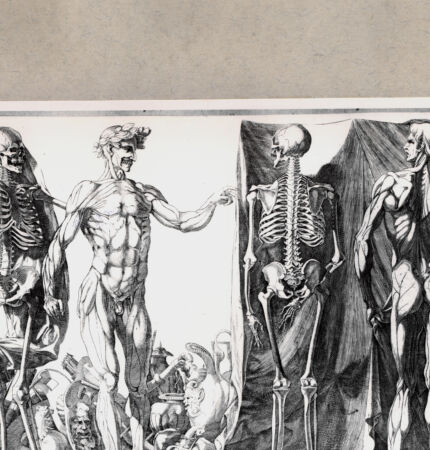 Rückseite von  [http://creativecommons.org/publicdomain/mark/1.0/] Anatomische Studien der Vorder- und Rückseiten - , bh104567. Foto.