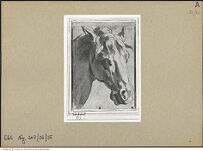 Thumbnail des vierten Ordners