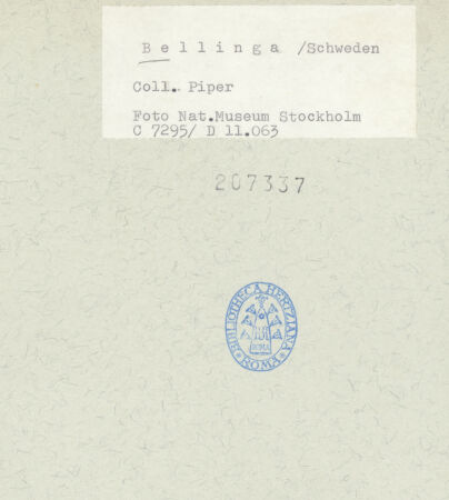 Rückseite von bh207337_recto