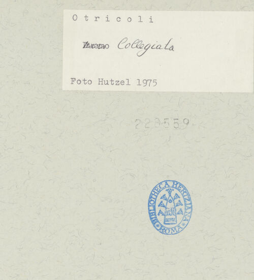 Rückseite von bh228559_recto