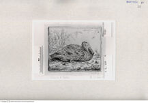 Thumbnail für BORSSOM-ANTHONIE-VAN