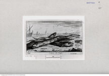 Thumbnail für FLAMEN-ALBERT