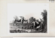 Thumbnail für B20 Principj di disegno...Alloja V