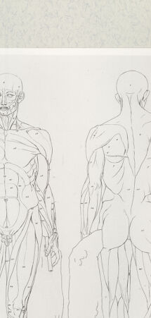 Rückseite von Istituto Nazionale per la Grafica [http://creativecommons.org/publicdomain/mark/1.0/] Giovanni Volpato - Raphael Morghen, "Principes du dessin...", Roma 1786Tabelle der Muskulatur des männlichen Körpers (Bl 36) - , bh391186. Foto.