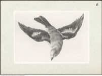 Thumbnail des 15. Ordners