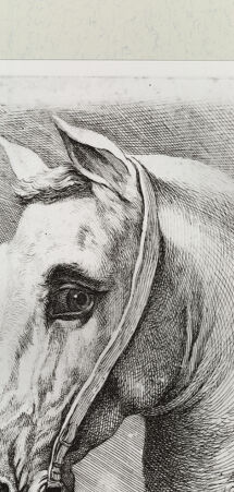 Rückseite von Istituto Nazionale per la Grafica [http://creativecommons.org/publicdomain/mark/1.0/] Pferdekopf - , bh460396. Foto.