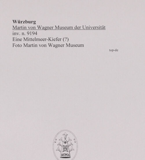 Rückseite von Martin von Wagner Museum [https://www.deutsche-digitale-bibliothek.de/content/lizenzen/rv-ez/] Eine Mittelmeer-Kiefer (?) - , bh589012_recto. Foto.