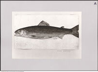 Thumbnail des ersten Ordners